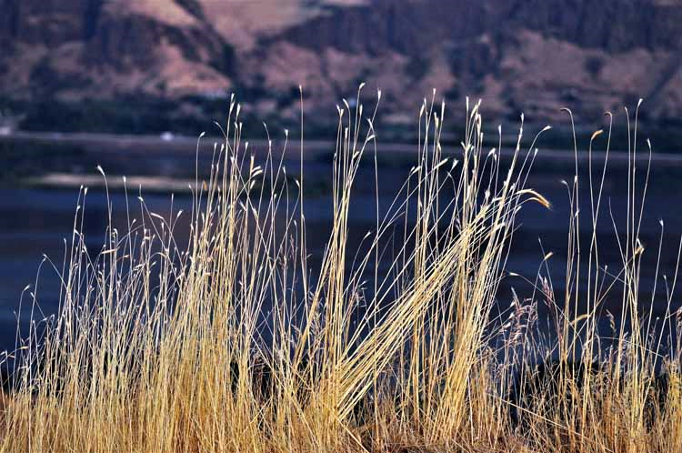 wheat reeds